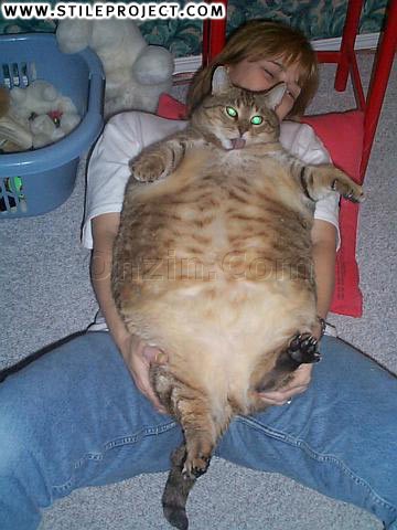 bigfatcat