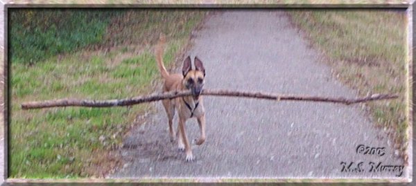 bigstick