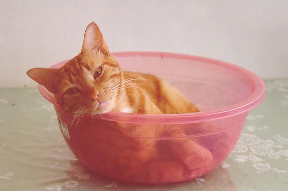 cat_bowl