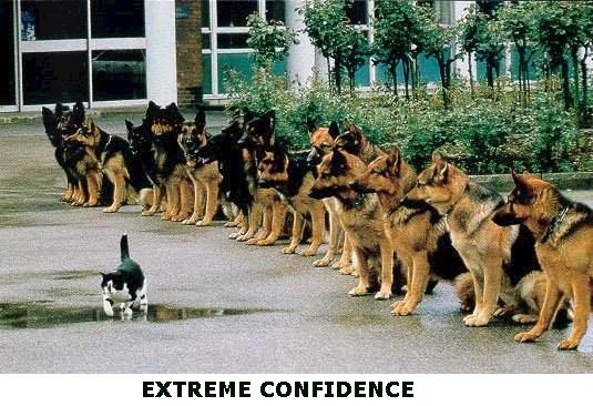cat_confident