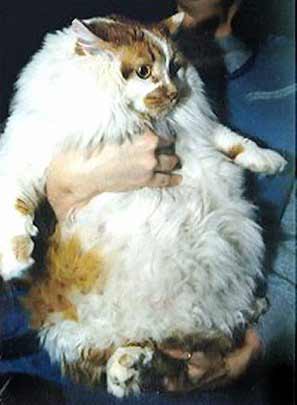 cat_huge