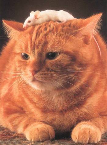 cat_mouse2
