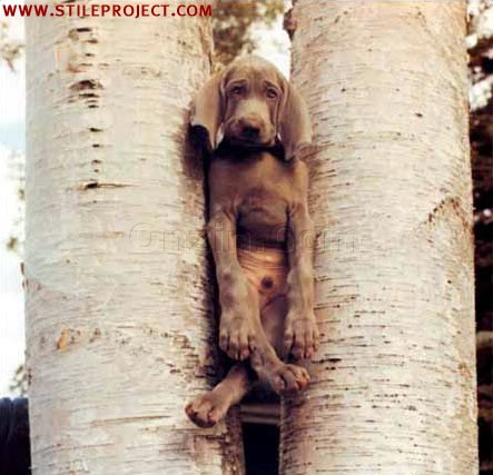 stuck_dog